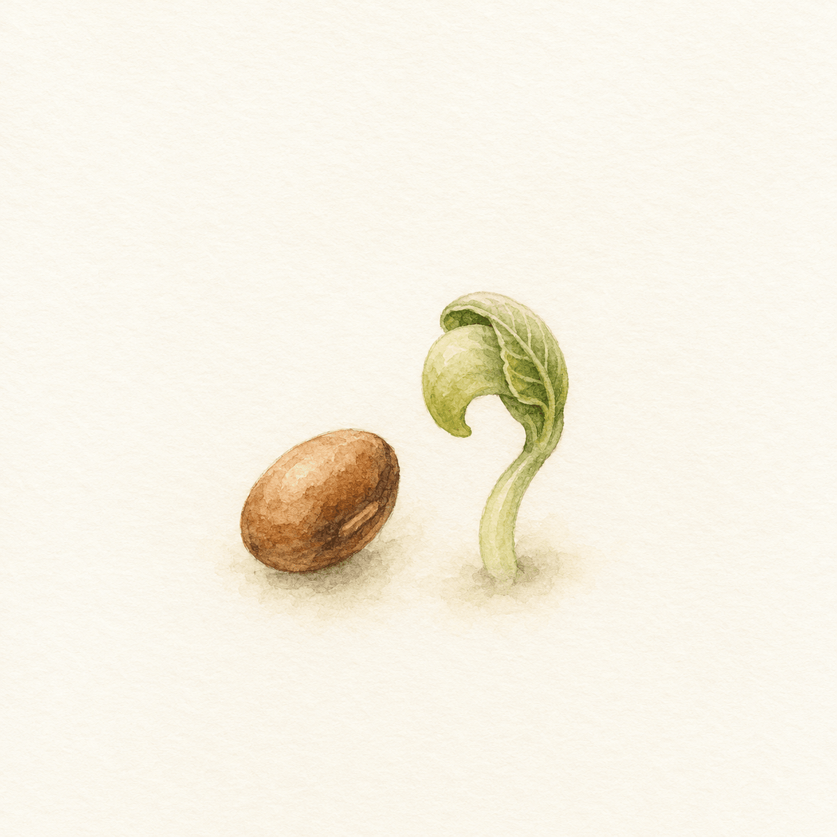 Watercolour illustration of a date stone beside a pale green shoot just breaking open and beginning to grow.
