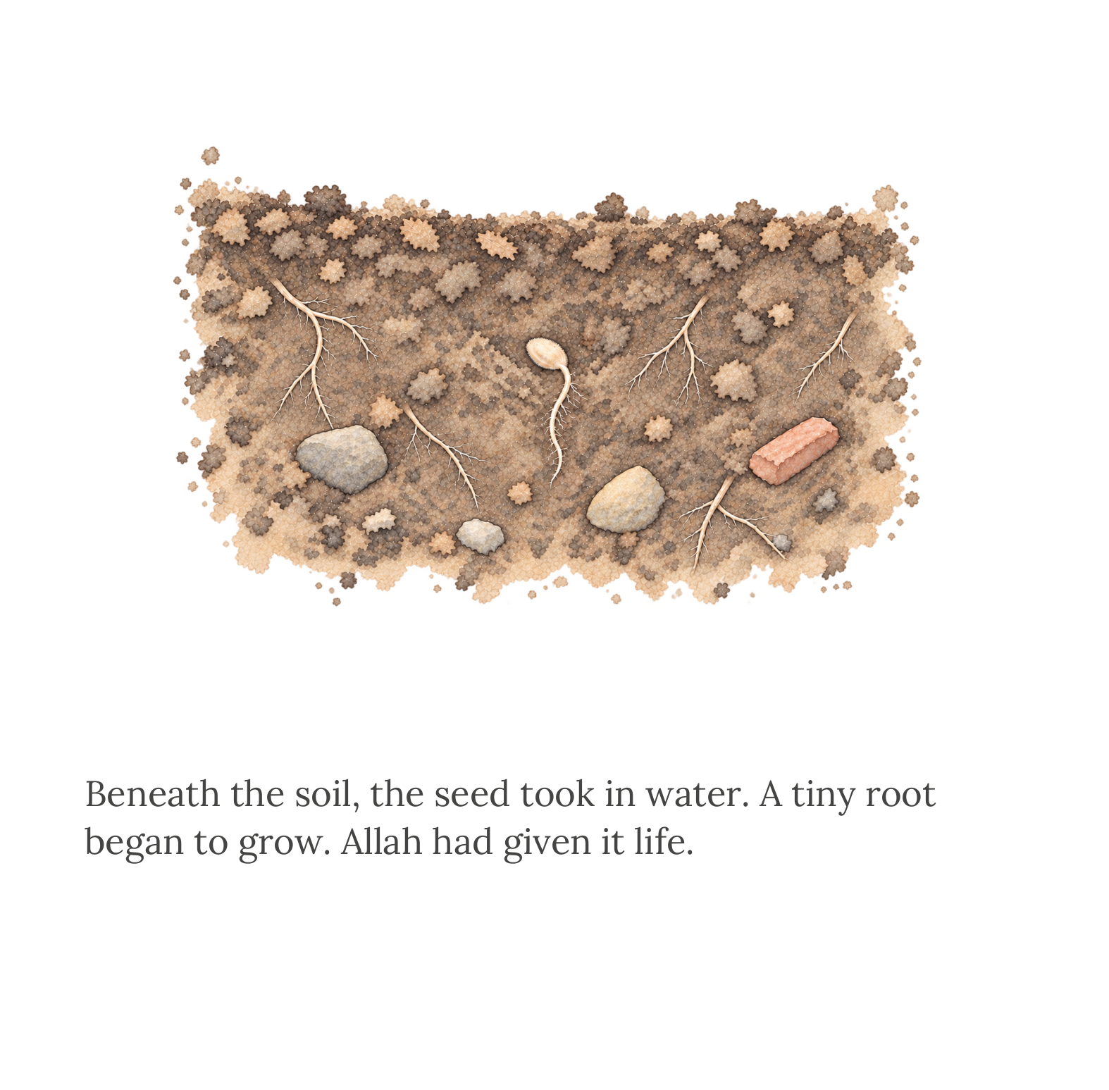 Beneath the soil, the seed takes in water and a tiny root begins to grow